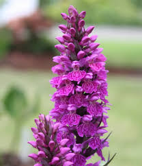 Attēlu rezultāti vaicājumam “Dactylorhiza”