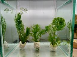 「水蘊草」的圖片搜尋結果