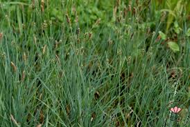 Attēlu rezultāti vaicājumam “Carex panicea”