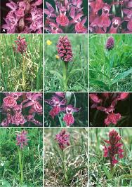 Attēlu rezultāti vaicājumam “Dactylorhiza cruenta leaf”