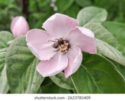 Attēlu rezultāti vaicājumam “Cydonia oblonga flower”
