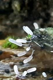 Attēlu rezultāti vaicājumam “Stemonitopsis typhina young”