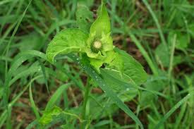 Attēlu rezultāti vaicājumam “Cirsium oleraceum leaf”