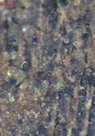 Attēlu rezultāti vaicājumam “Licea pusilla”