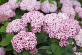 Attēlu rezultāti vaicājumam “Hydrangea arborescens”