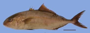 Image result for Seriola rivoliana