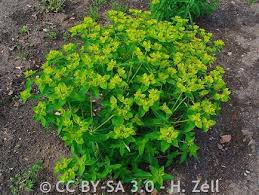 Attēlu rezultāti vaicājumam “Euphorbia helioscopia leaf”