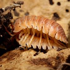 Attēlu rezultāti vaicājumam “Ligidium hypnorum”