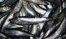 Image result for Coregonus albula