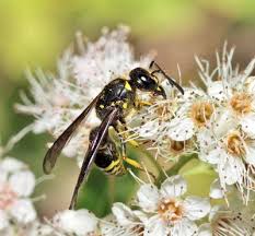 Attēlu rezultāti vaicājumam “Ancistrocerus sp. male”