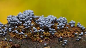 Attēlu rezultāti vaicājumam “Badhamia macrocarpa macro”