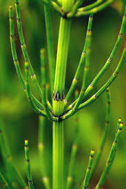 Attēlu rezultāti vaicājumam “Equisetum palustre”