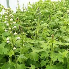 Attēlu rezultāti vaicājumam “Delphinium elatum  fruit”