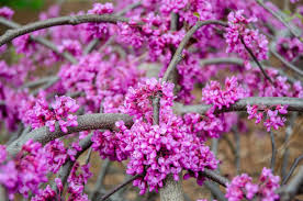 Attēlu rezultāti vaicājumam “Cercis siliquastrum”