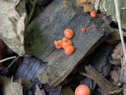 Attēlu rezultāti vaicājumam “Lycogala sp.”