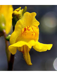 Attēlu rezultāti vaicājumam “Utricularia intermedia flower”