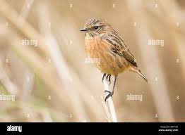 Attēlu rezultāti vaicājumam “Saxicola rubetra juvenile”