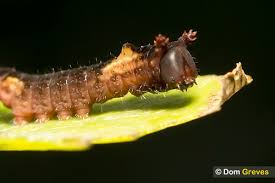 Attēlu rezultāti vaicājumam “Cerura vinula larva”