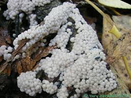 Attēlu rezultāti vaicājumam “Didymium crustaceum macro”