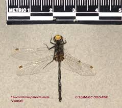 Attēlu rezultāti vaicājumam “Leucorrhinia caudalis male”