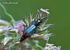 Attēlu rezultāti vaicājumam “Malachidae”
