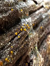 Attēlu rezultāti vaicājumam “Lycogala leopardinum macro”