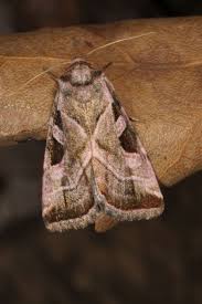 Attēlu rezultāti vaicājumam “Eucarta virgo”