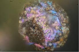 Attēlu rezultāti vaicājumam “Liceaceae”