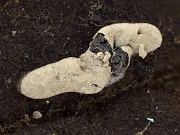 Attēlu rezultāti vaicājumam “Diderma deplanatum”