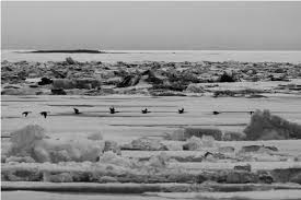 Attēlu rezultāti vaicājumam “Branta bernicla adult”