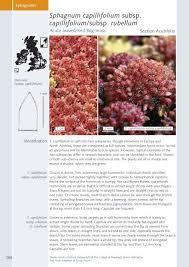 Attēlu rezultāti vaicājumam “Sphagnum capillifolium”