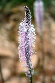 Attēlu rezultāti vaicājumam “Plantago media”