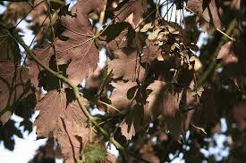 Attēlu rezultāti vaicājumam “Acer pseudoplatanus fo. purpurascens flower”