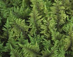 Attēlu rezultāti vaicājumam “Palustriella decipiens”