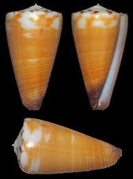 Attēlu rezultāti vaicājumam “Planorbis planorbis”