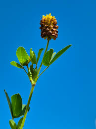 Attēlu rezultāti vaicājumam “Trifolium spadiceum flower”