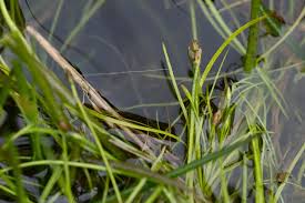 Attēlu rezultāti vaicājumam “Campylopus pyriformis”