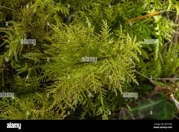 Attēlu rezultāti vaicājumam “Thuidium tamariscinum”