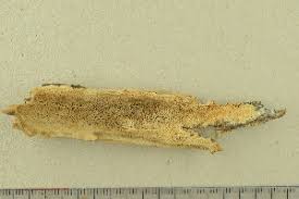 Attēlu rezultāti vaicājumam “Antrodia mellita”