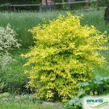Attēlu rezultāti vaicājumam “Philadelphus coronarius”