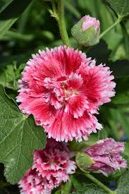 Image result for Alcea (althaea) rosea