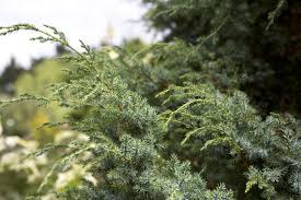Attēlu rezultāti vaicājumam “Juniperus chinensis”