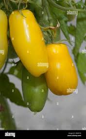 Afbeeldingsresultaat voor banana legs tomato