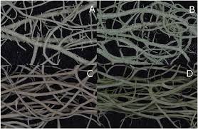 Attēlu rezultāti vaicājumam “Bryoria capillaris”