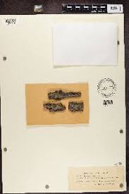 Attēlu rezultāti vaicājumam “Alyxoria varia”