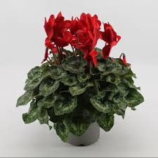 Image result for Cyclamen persicum