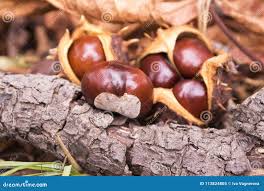 Attēlu rezultāti vaicājumam “Aesculus hippocastanum fruit”