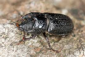 Attēlu rezultāti vaicājumam “Sinodendron cylindricum female”