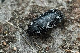 Attēlu rezultāti vaicājumam “Megatoma undata”