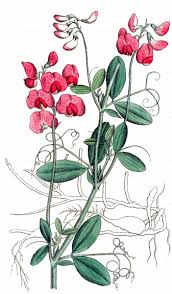 Attēlu rezultāti vaicājumam “Lathyrus tuberosus”